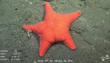 an image of a starfish with a chubby, human-like