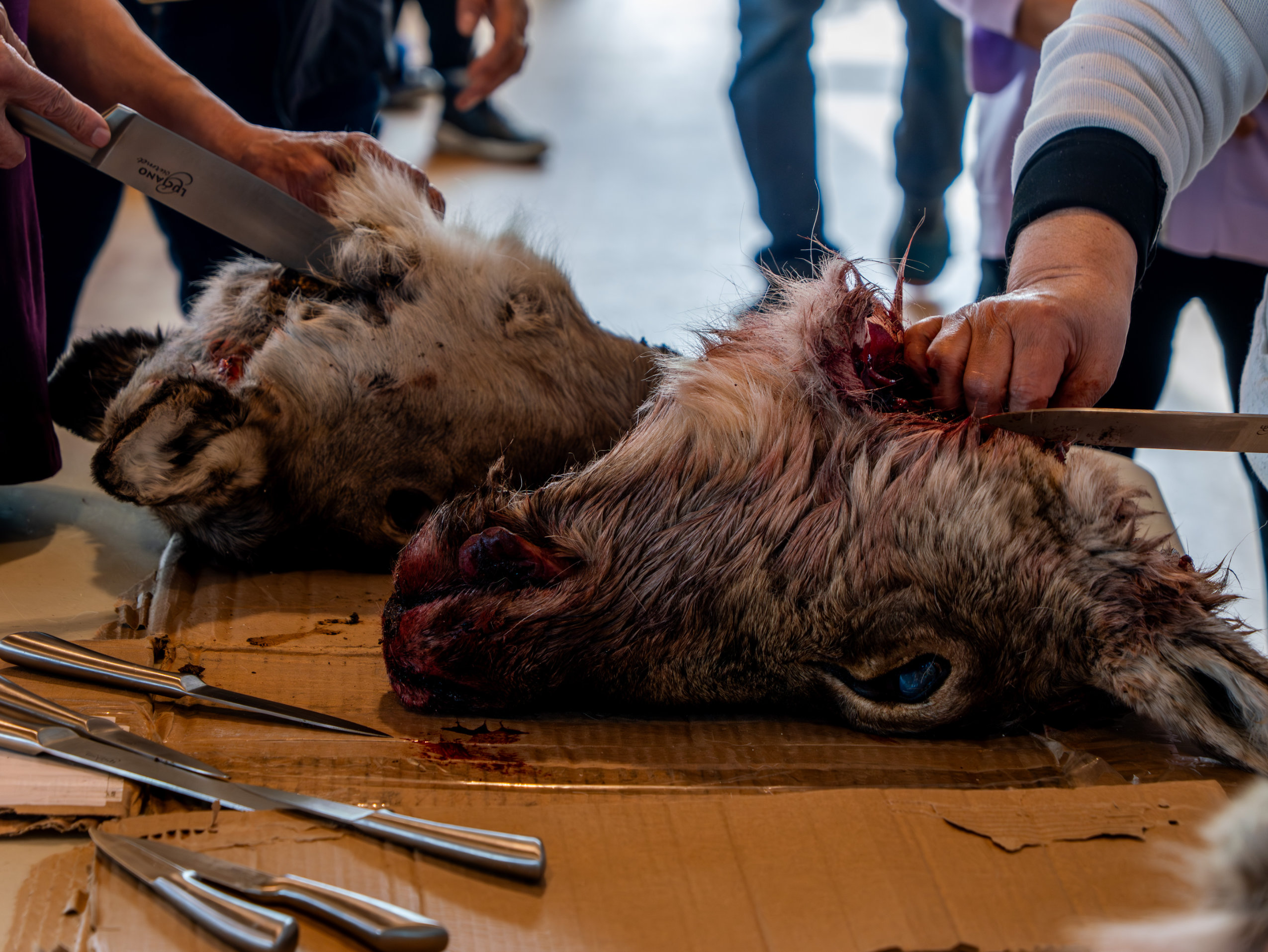 Two bloody caribou heads lie on a table as people skin them with knives.