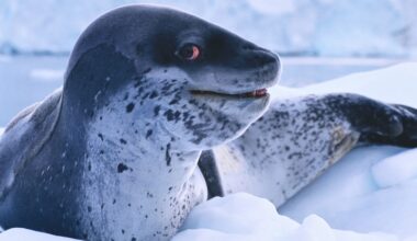 Leopard Seal Mating Songs Are Eerily Like Our Nursery Rhymes : ScienceAlert