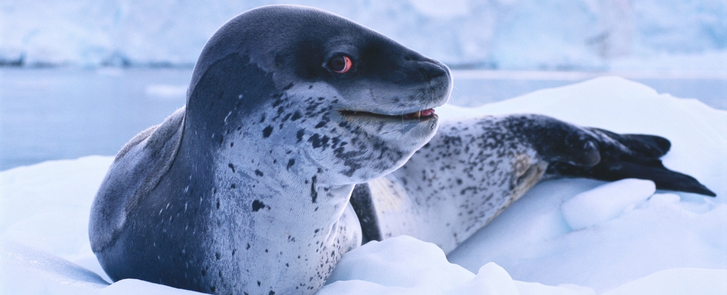 Leopard Seal Mating Songs Are Eerily Like Our Nursery Rhymes : ScienceAlert