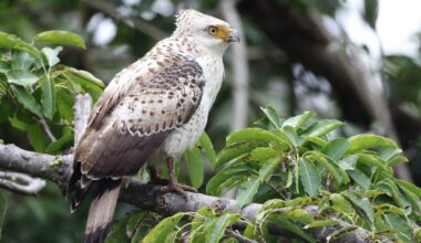 Serpent eagles fight off toxic invasion on Japanese island in fascinating way - new study