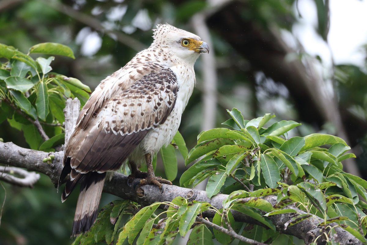 Serpent eagles fight off toxic invasion on Japanese island in fascinating way - new study