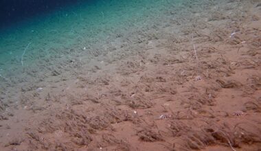 Expedition films strange sea creatures for first time in deep ocean