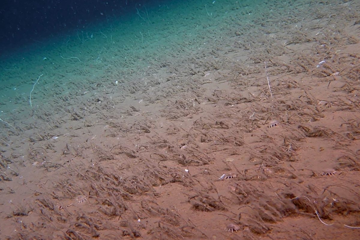 Expedition films strange sea creatures for first time in deep ocean