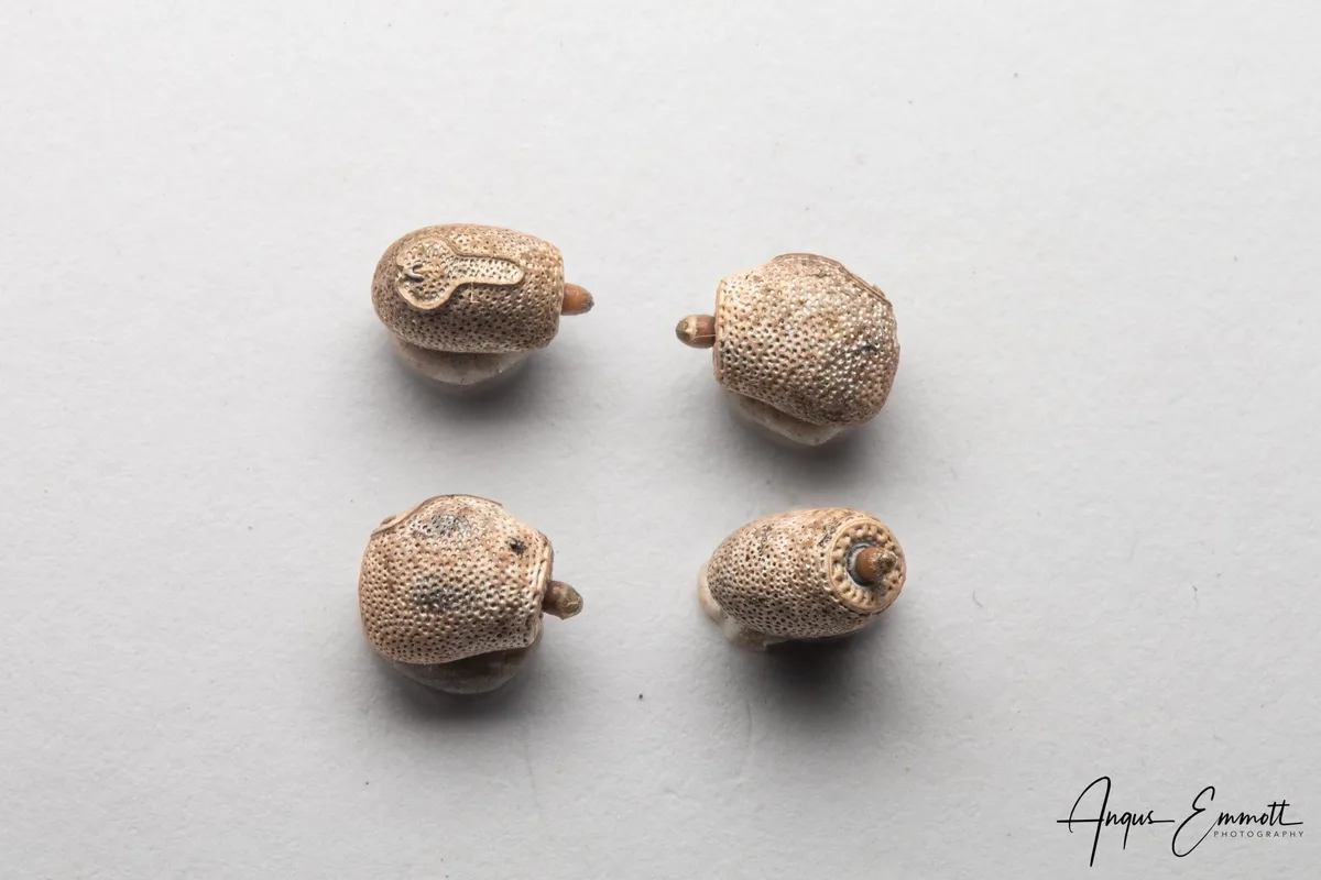 Eggs of stick insect (Acrophylla alta)