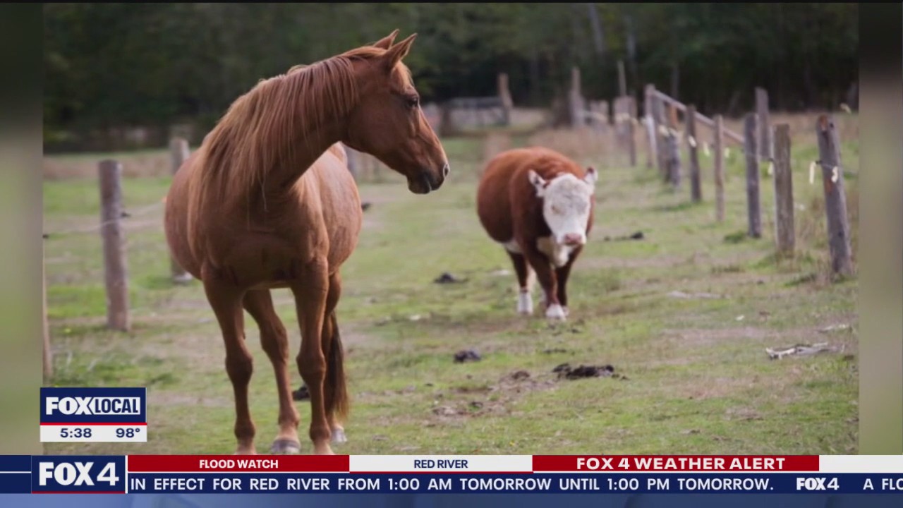 Texas lawmakers make ivermectin access easier