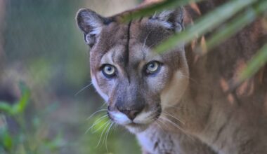 Why 8 Texan pumas were released in Florida – and what happened next