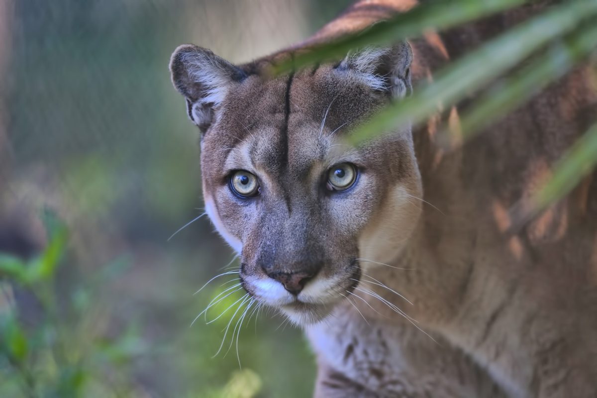 Why 8 Texan pumas were released in Florida – and what happened next