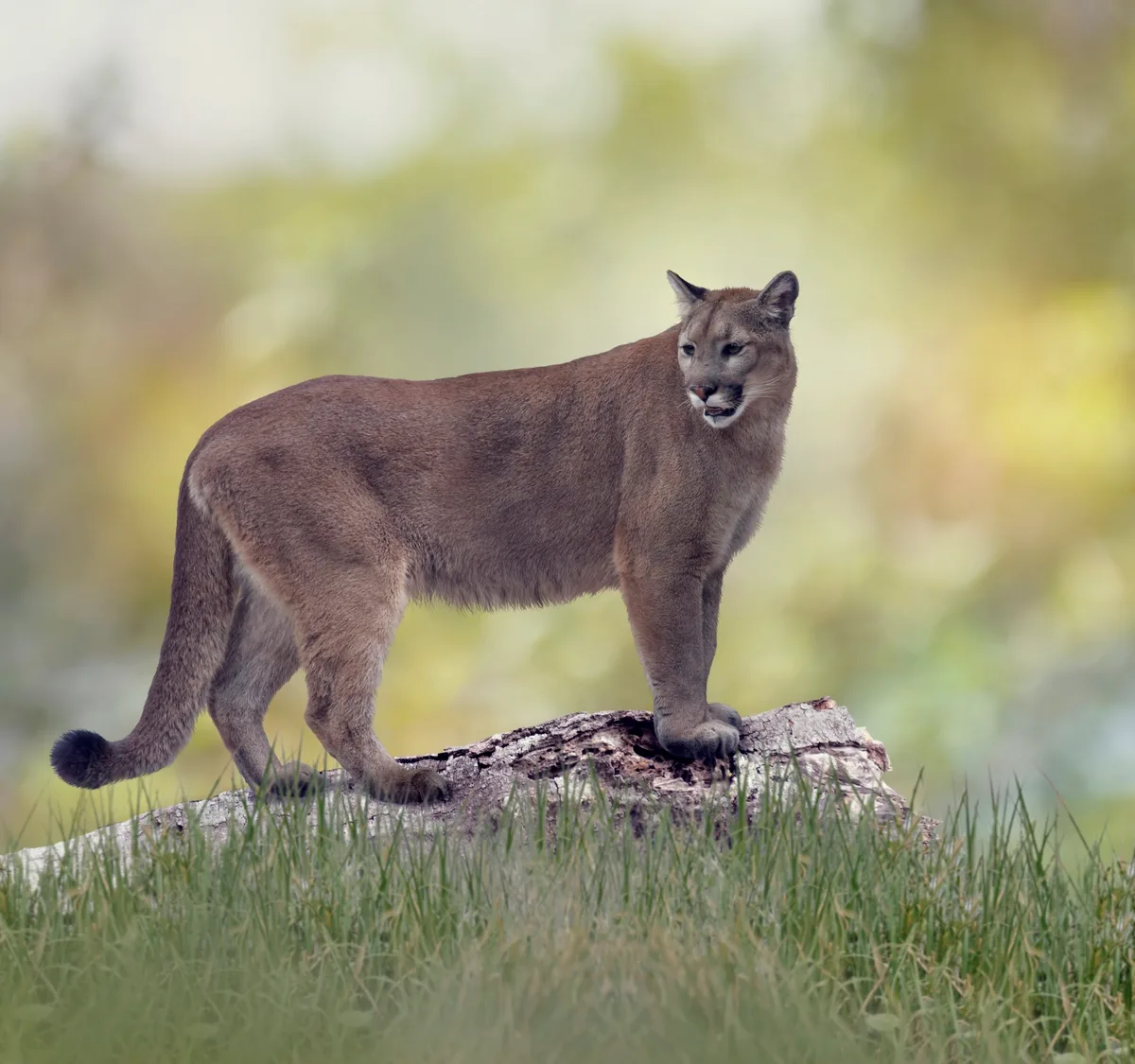 Florida puma (or panther)