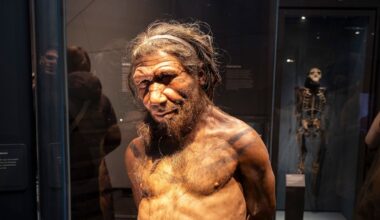 Humans may have had a competitive edge over our ancient relatives, study suggests - CTV News