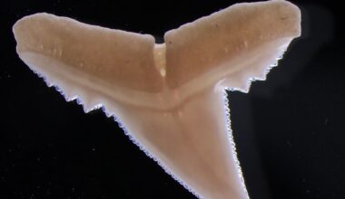 The ocean is getting more acidic, and it could affect sharks’ teeth - CTV News