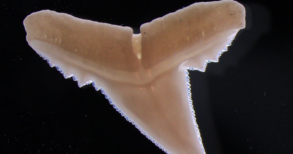 The ocean is getting more acidic, and it could affect sharks’ teeth - CTV News