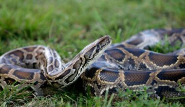 How robot rabbits are tackling invasive pythons - The Independent