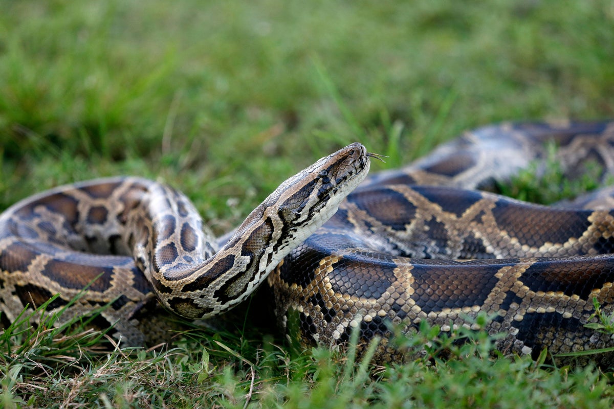 How robot rabbits are tackling invasive pythons - The Independent