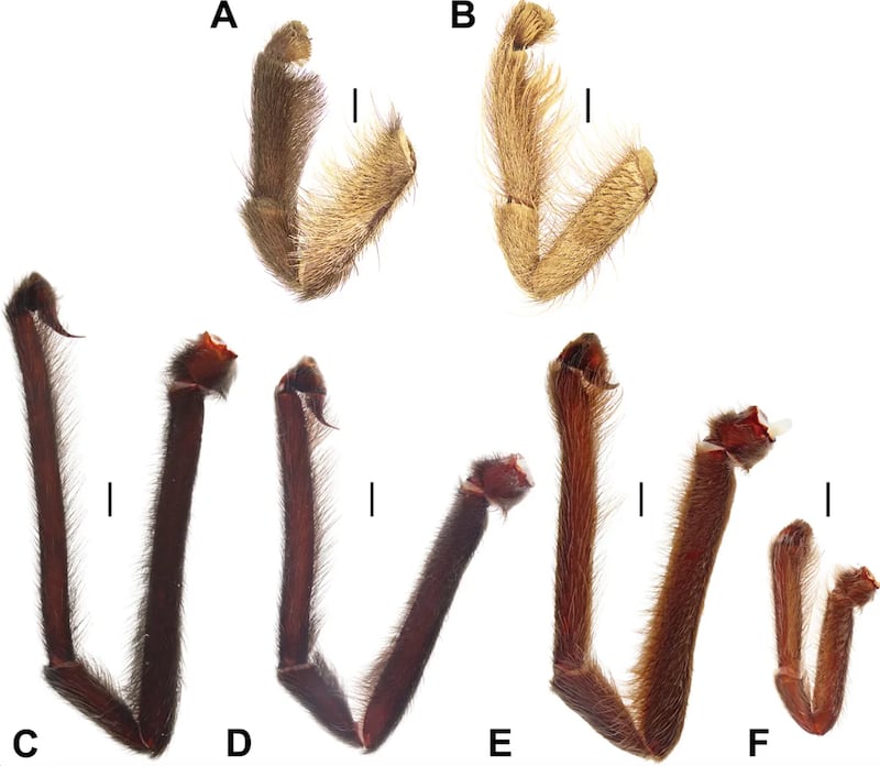 A diagram displays the palps of the newly identified tarantula species: Satyrex ferox (C), S. arabicus (D), S. speciosus (E), and S. somalicus (F). For comparison, palps A and B are from previously known tarantula species Monocentropus balfouri and Monocentropus lambertoni, respectively. Each scale bar represents 2 millimeters.
