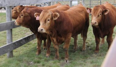 U.S. livestock: Cattle futures hit contract highs on strong cash trade