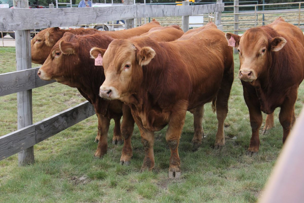 U.S. livestock: Cattle futures hit contract highs on strong cash trade