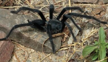 Closeup image of a newfound tarantula species, Satyrex ferox.