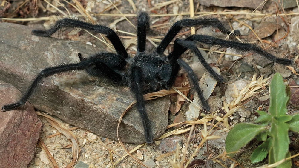 Closeup image of a newfound tarantula species, Satyrex ferox.