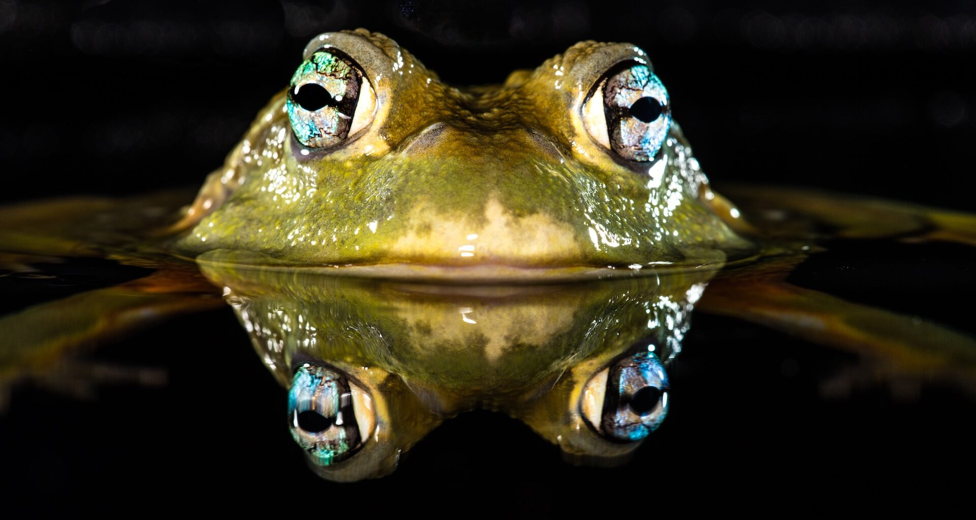a photo of a frog raising its head above the water with its reflection below