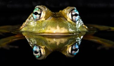 a photo of a frog raising its head above the water with its reflection below