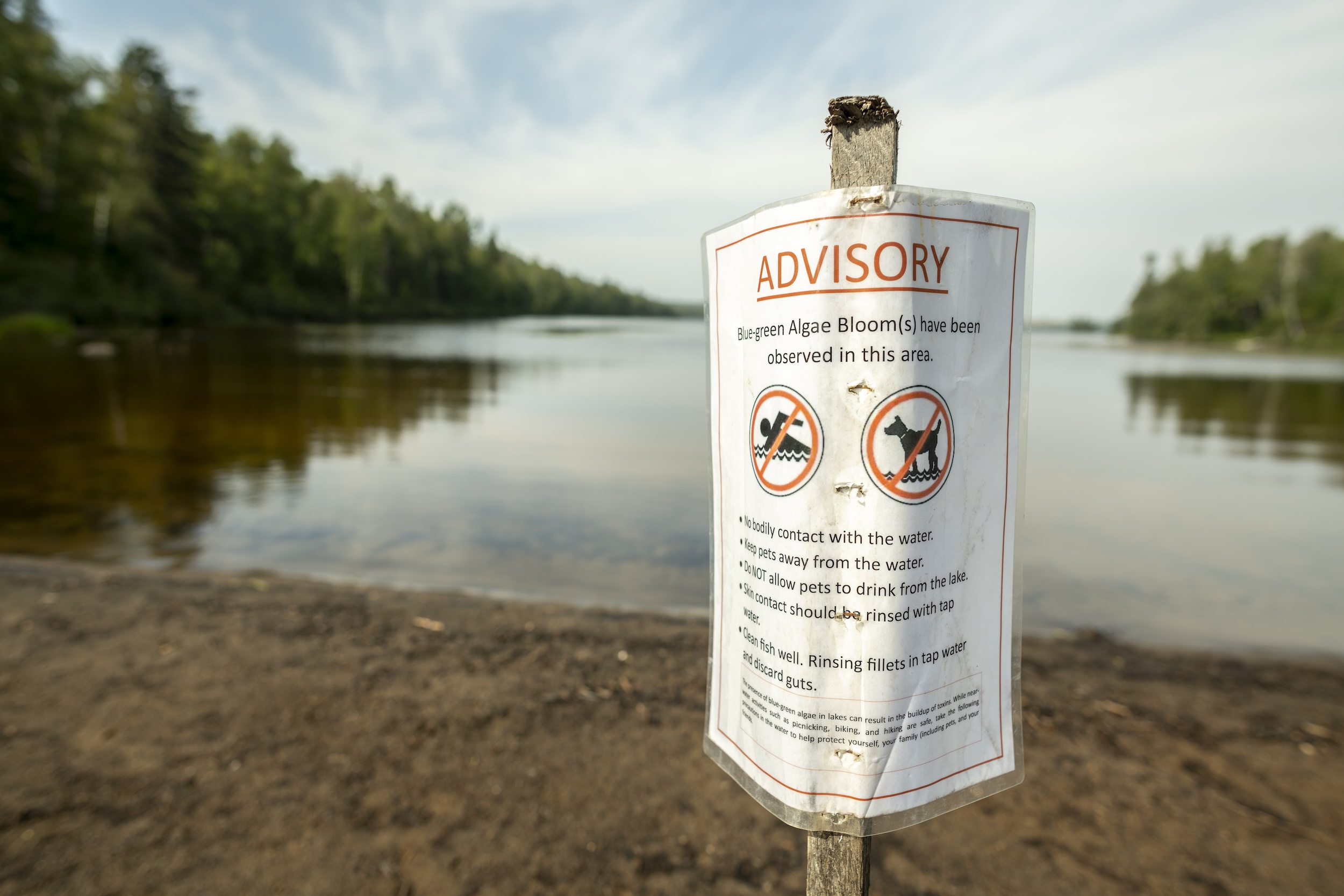 A white paper signed posted up on a wooden stake in front of a beach reads 'Advisory' and continues with a warning about blue-green algae