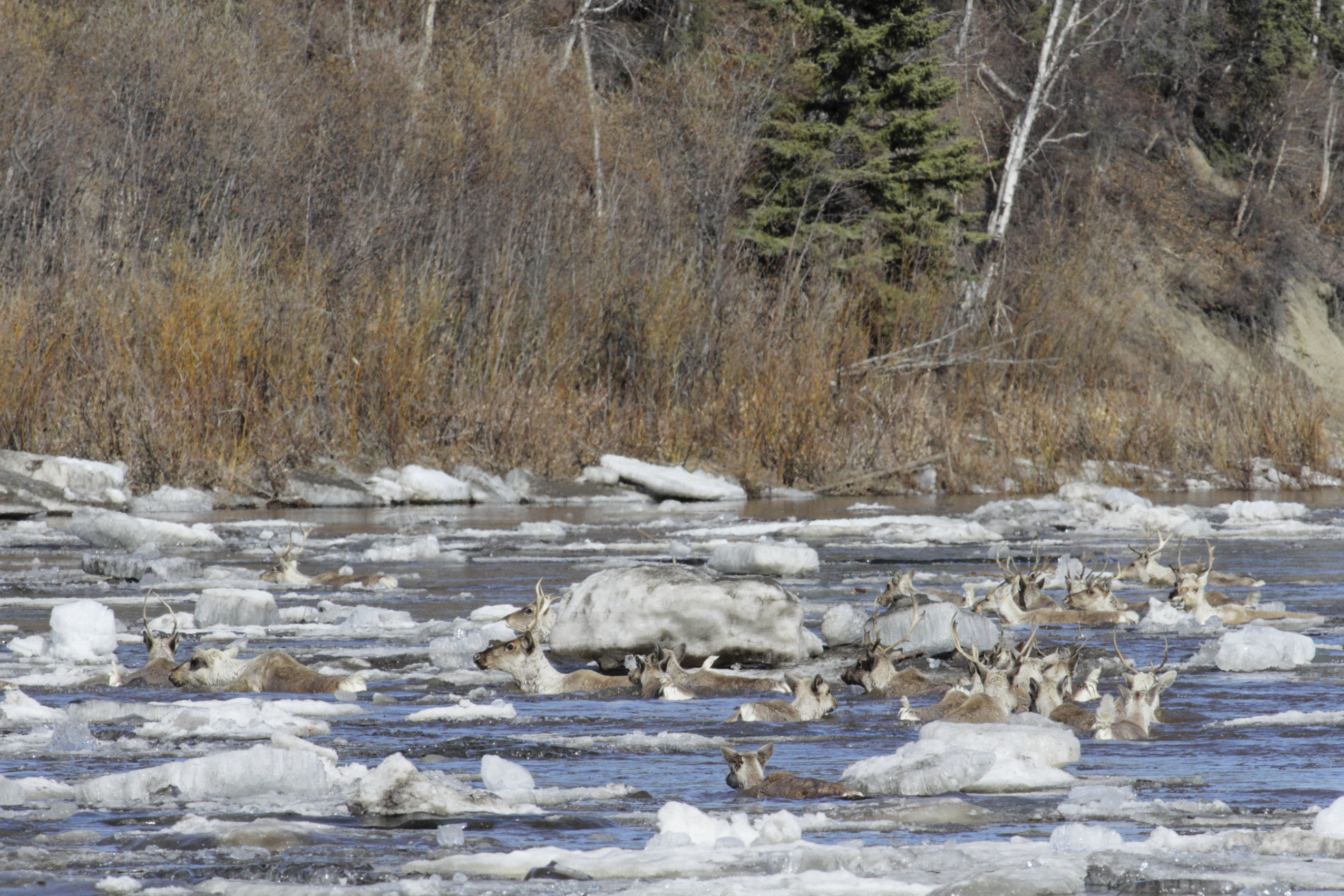 A group of caribou swim across a river, navigating chunks of ice to get to the other side.