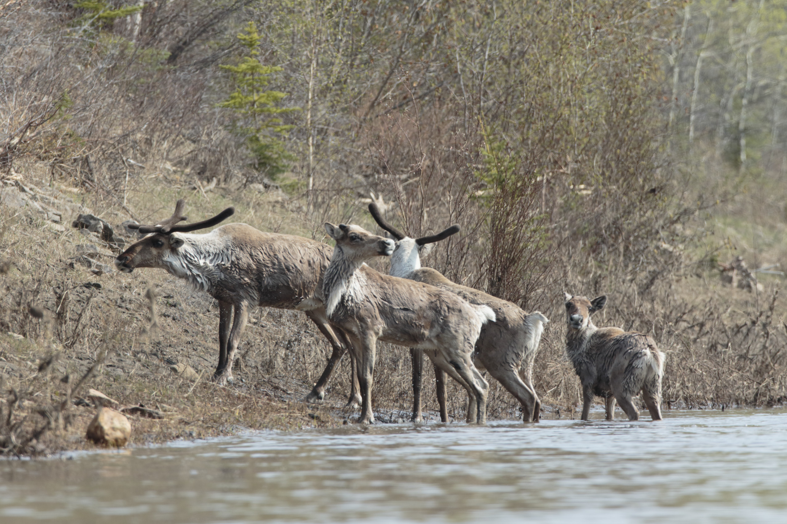 Four caribou stand at the shoreline of a river.