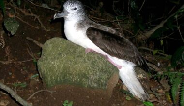 Why do these seabirds only poop mid-flight? New study uncovers odd habit - CTV News
