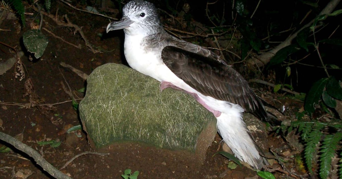 Why do these seabirds only poop mid-flight? New study uncovers odd habit - CTV News