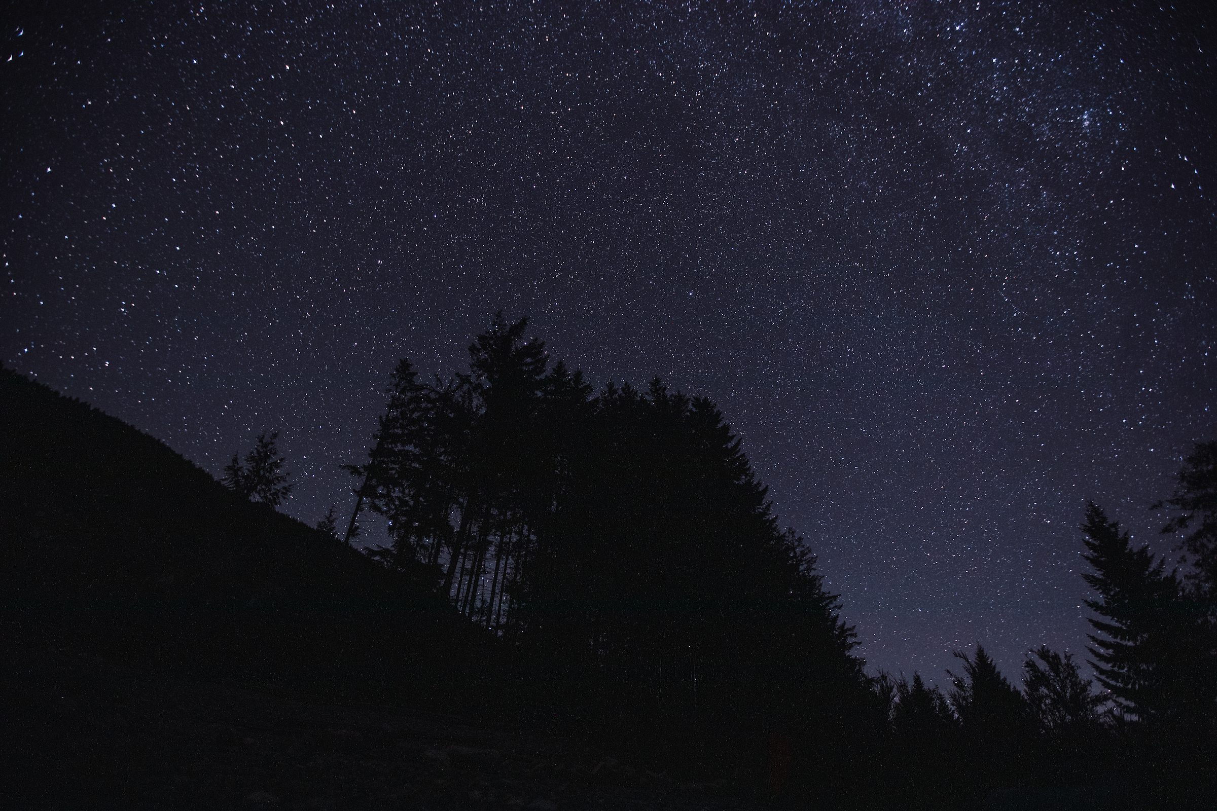Starry skies at night over trees