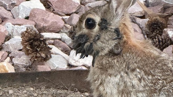 Rabbits With ’Tentacles’ Growing From Their Heads Spotted in This State