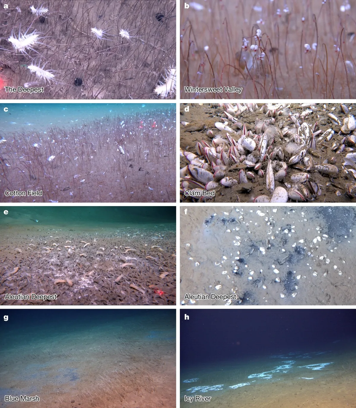 Representative fauna of cold-seep sites in the Kuril–Kamchatka Trench and western Aleutian Trench