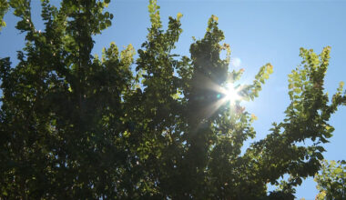 Most of Vancouver Island under special weather statement for above seasonal temperatures