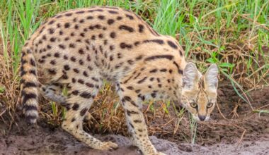African wild cat on loose after escaping Polish village