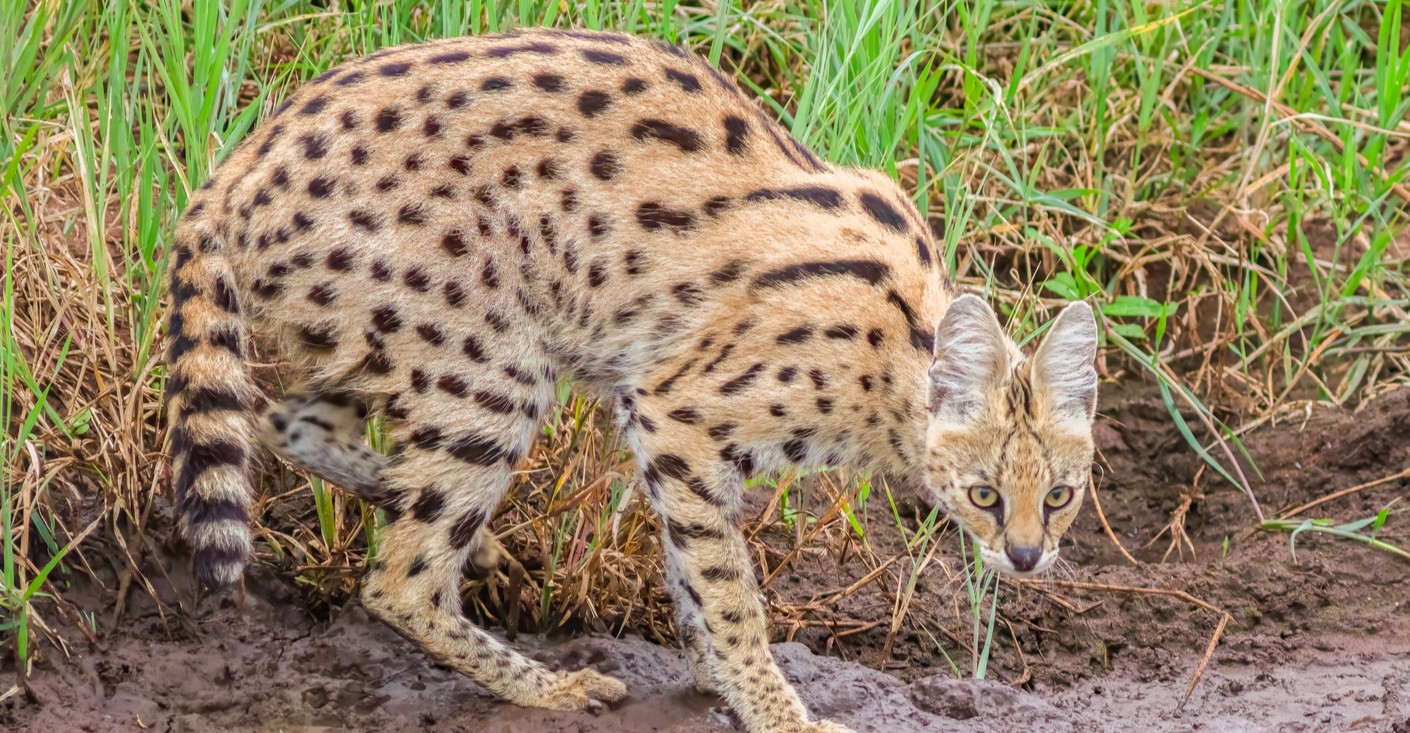 African wild cat on loose after escaping Polish village