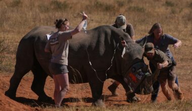 Why South Africa is injecting Rhino horns with radioactive isotopes