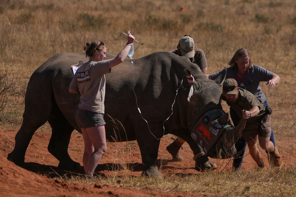 Why South Africa is injecting Rhino horns with radioactive isotopes
