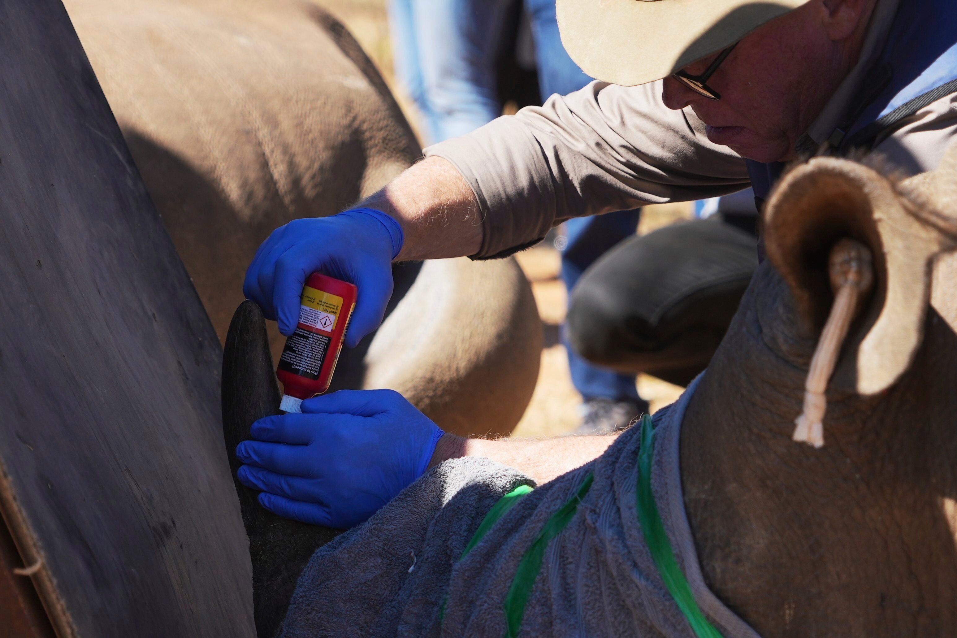 Professor James Larkin injects the horn of a rhino with radioactive isotopes, at a rhino orphanage in Mokopane, South Africa, Thursday, 31 July 2025