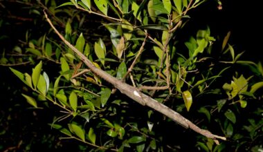 Gigantic insect as long as a cat found in Australia. It may be the country's heaviest ever, say experts