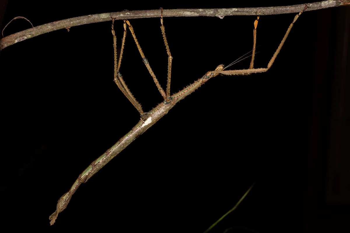 Stick insect (Acrophylla alta)