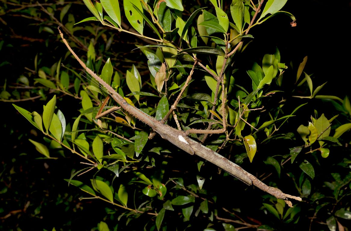 Gigantic insect as long as a cat found in Australia. It may be the country's heaviest ever, say experts