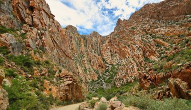 'Living fossil' found hiding on riverbank in South Africa’s Swartberg Mountains