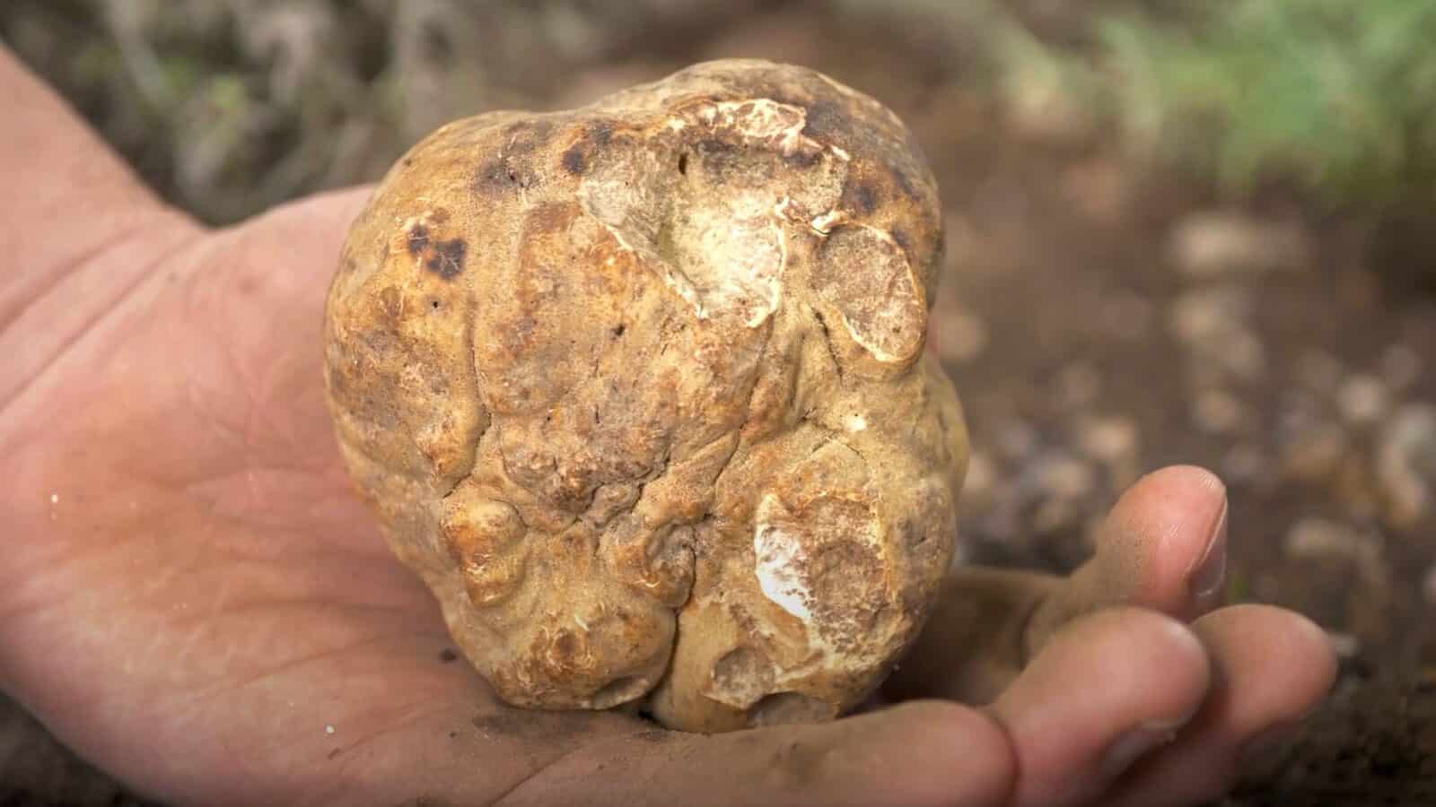A person holds a large, irregularly shaped tartufo in their hand, with soil and blurred greenery visible in the background—a scene reminiscent of a passage by Kira Jane Buxton.