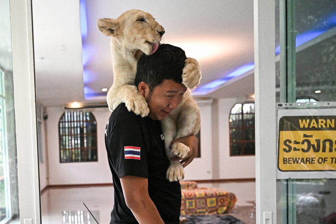 Sư tử con chơi đùa cùng huấn luyện viên tại một quán cà phê ở Chiang Mai, Thái Lan. Ảnh: AFP