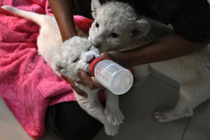 Sư tử 8 ngày tuổi trong một cơ sở nhân giống ở tỉnh Chachoengsao, Thái Lan. Ảnh: AFP