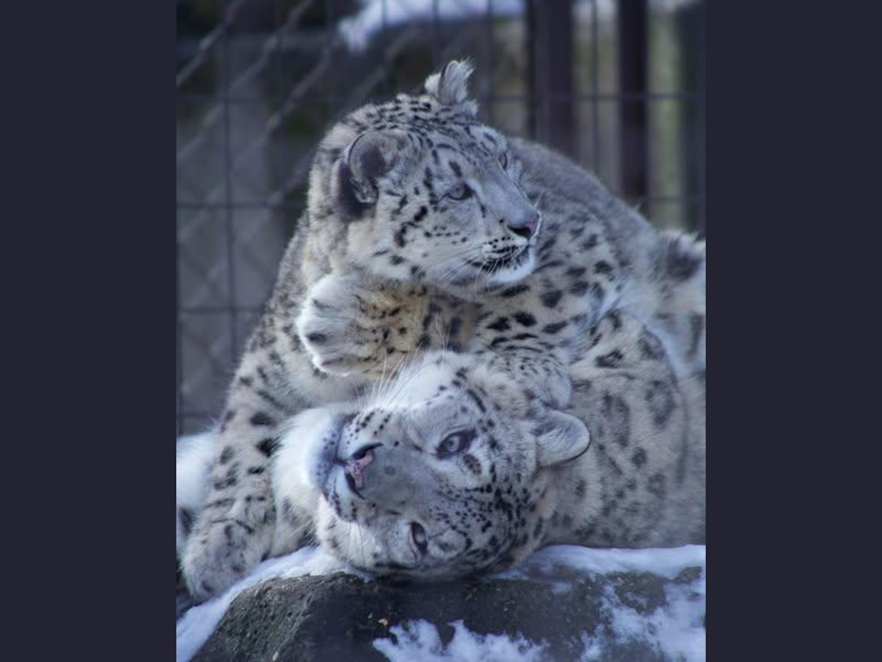 Snow leopards cuddle at John Ball Zoo
