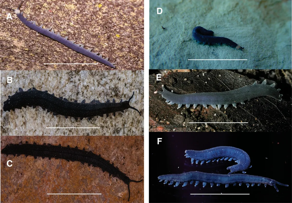 Velvet worm species from the Western Cape province, South Africa