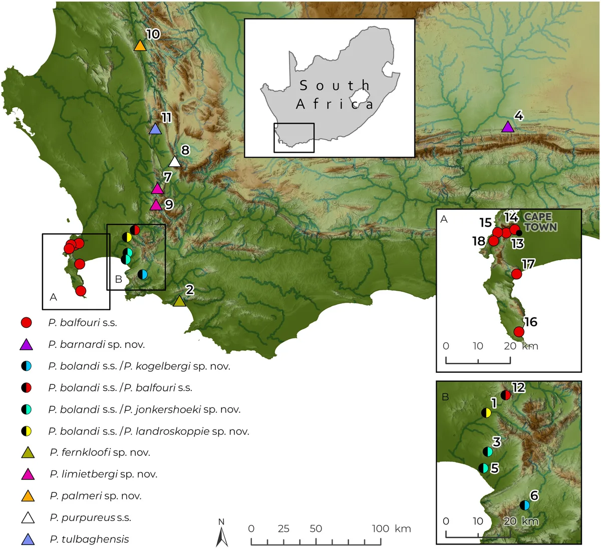 Velvet worms (Peripatopsis) were collected in the Western Cape