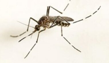 Record number of mosquito-borne disease outbreaks in Europe: health agency - CTV News